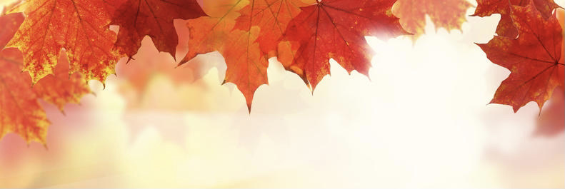 fall-background-autumn-leaves-maple-60849615