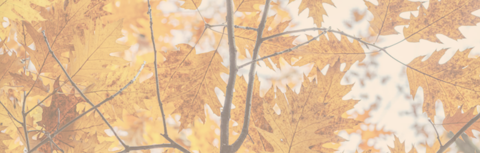 image of fall leaves on the tree